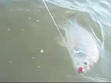 VIDEO: Kayak popper bream